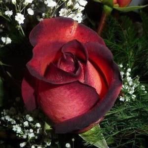 Meet your Posher, Rasha